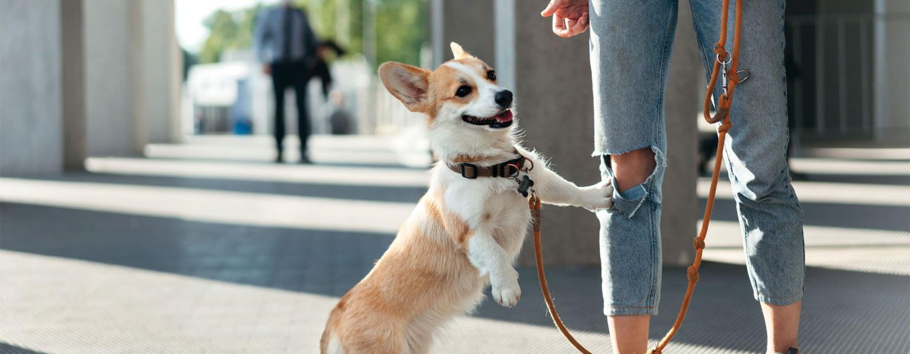 a dog on a leash